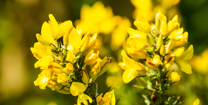 Evening Primrose Oil